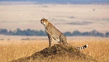 11 Days  Standard Wildlife Adventure Safari