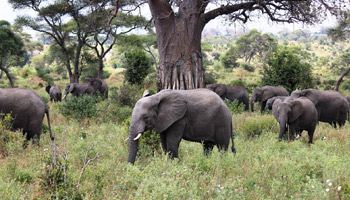12 Days Tanzanian Dreams Adventure Safaris