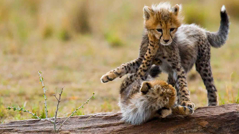 12 Days Tanzanian Dreams Adventure Safaris