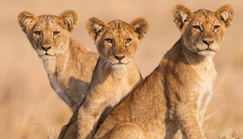 3 Day Tanzania Western Safari to Katavi