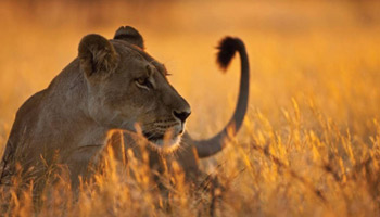 3 Day Tanzania Western Safari to Katavi