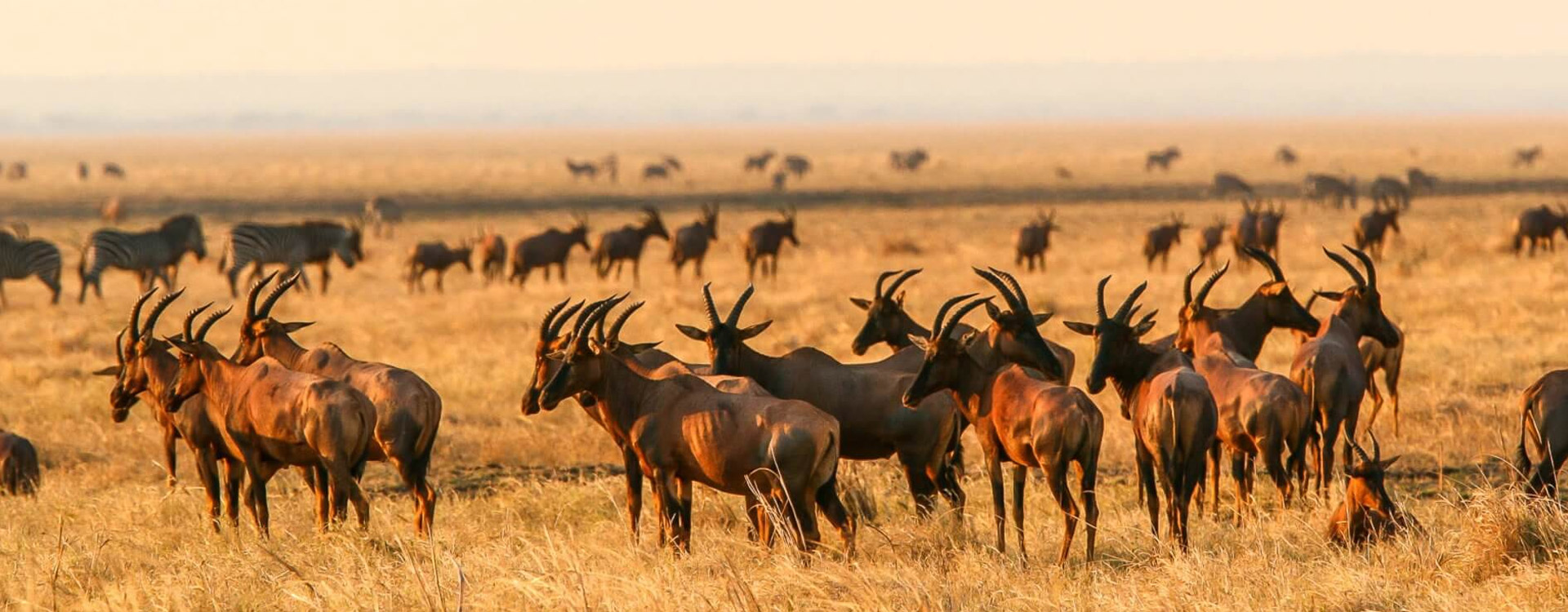 4 Days Tanzania Western Safari to Gombe and Kigoma