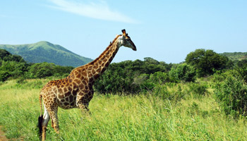5 Days Africa Eye Catch Wildlife Safaris