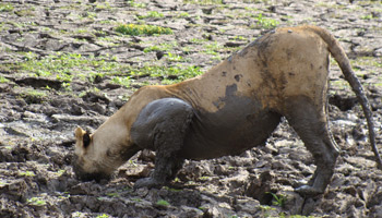 5days Tanzania Safari To Mikumi And Nyerere