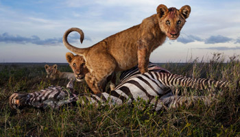 7 Days Tanzania Safari To Mikumi And Nyerere