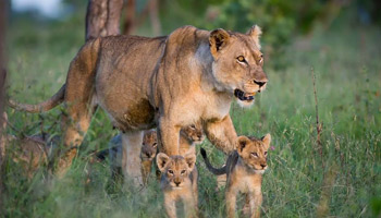 7 Days Tanzania Safari To Mikumi And Nyerere