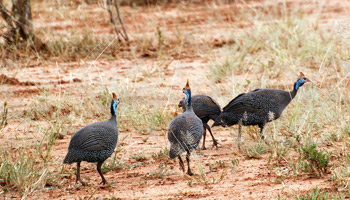 7 Days Tanzania Heritage Wildlife Safaris