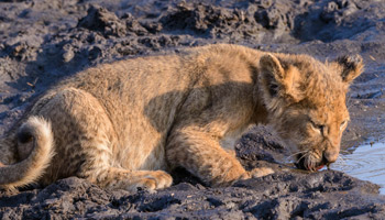 7 Days Tanzania Western Safari to Katavi and Mahale