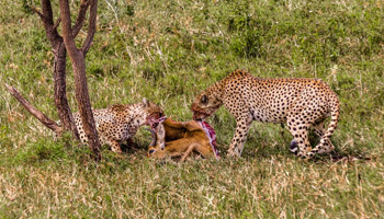 8 Days Family Wildlife Safari To Zanzibar