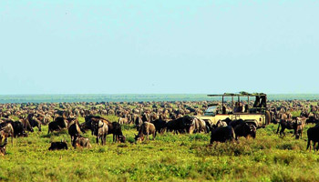 8 Days Family Wildlife Safari To Zanzibar