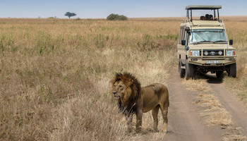8 Days Tanzania Semi-Luxury Wildlife Safari
