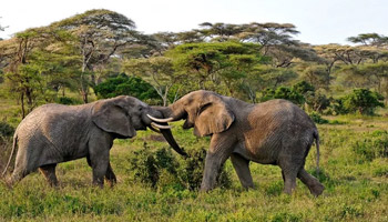 8 Days Tanzania Semi-Luxury Wildlife Safari