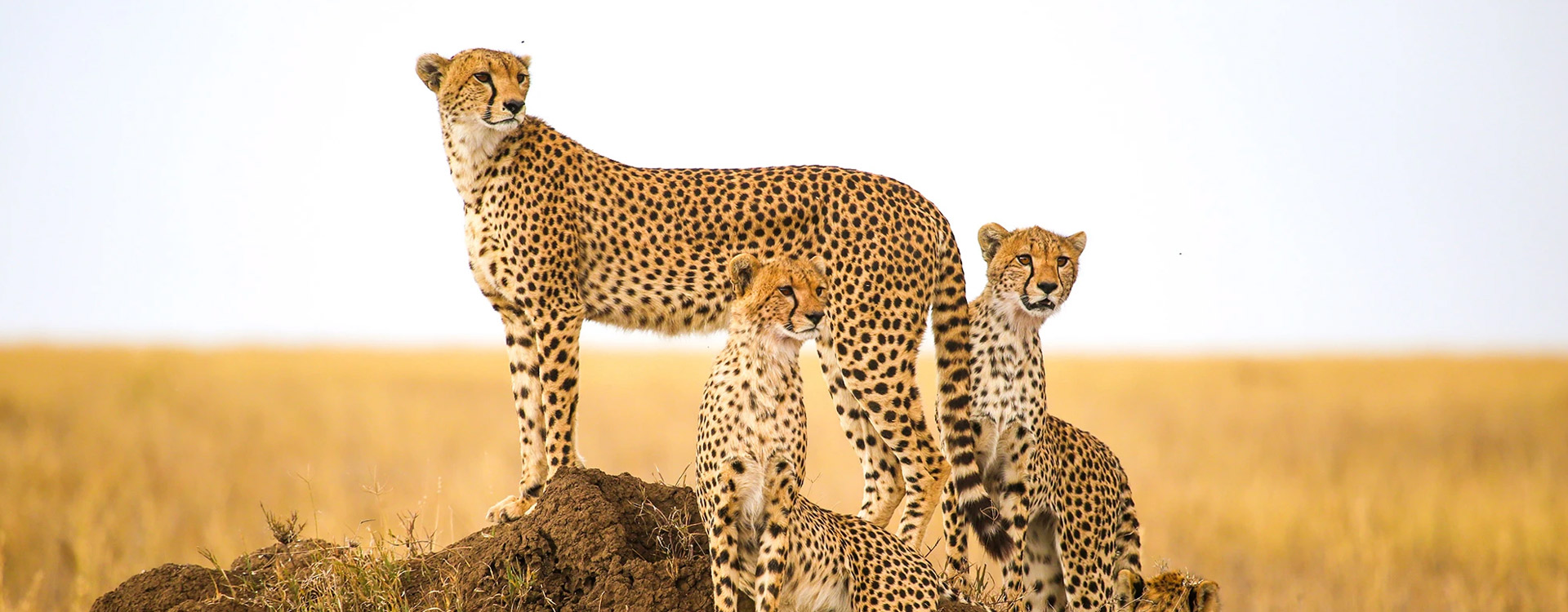 8 Days Tanzania Southern Wildlife Experience