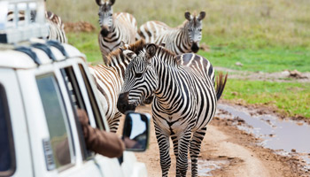 8 Days Tanzania Southern Wildlife Experience