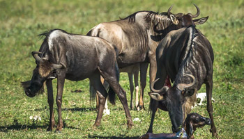9 Days Honeymoon Safari - Wildebeest Migration & Zanzibar Beach Holiday