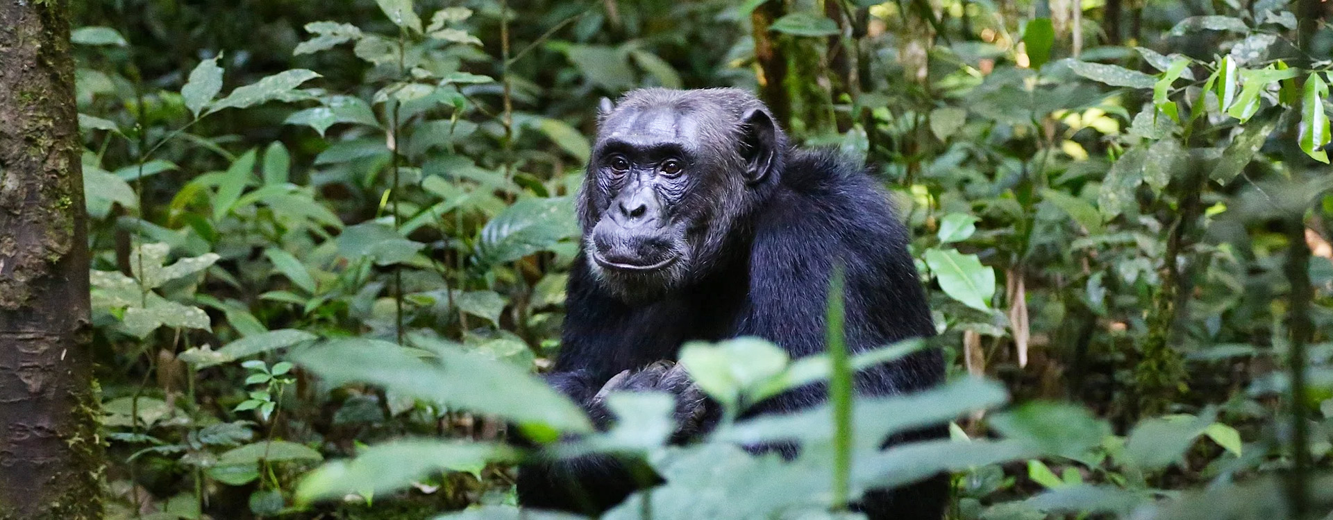 Gombe Stream National Park