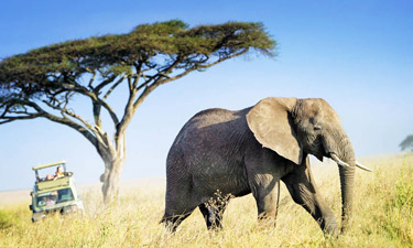 5 Days Kenyas Eye Catch Wildlife Safaris