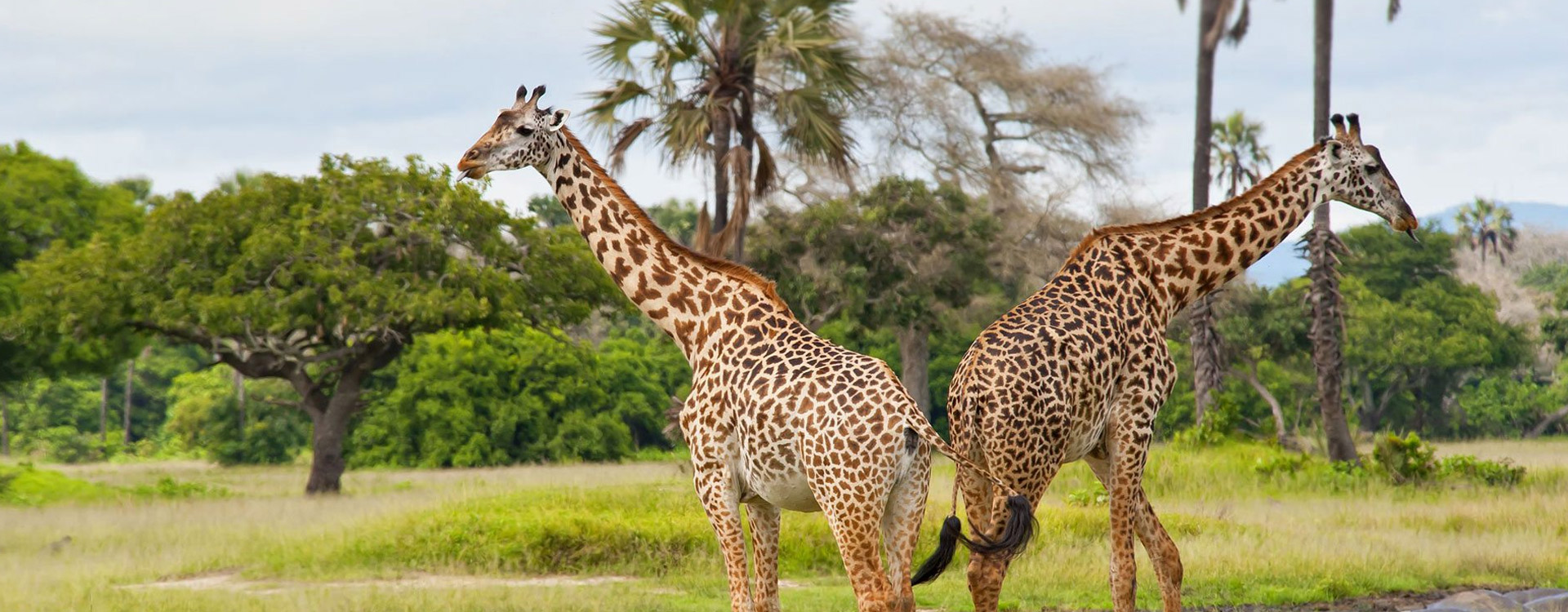 katavi National Park