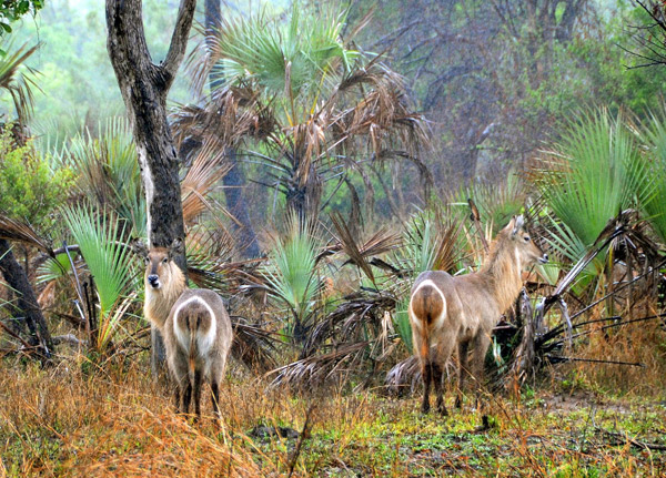 Kitulo National Park