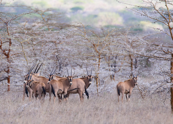Mkomazi National Park
