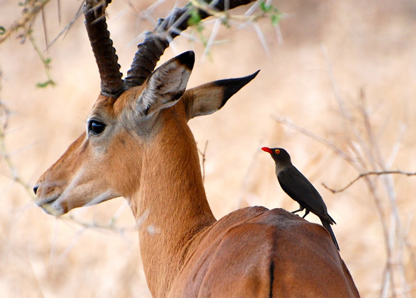 Mikumi National Park