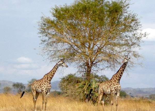 Mikumi National Park