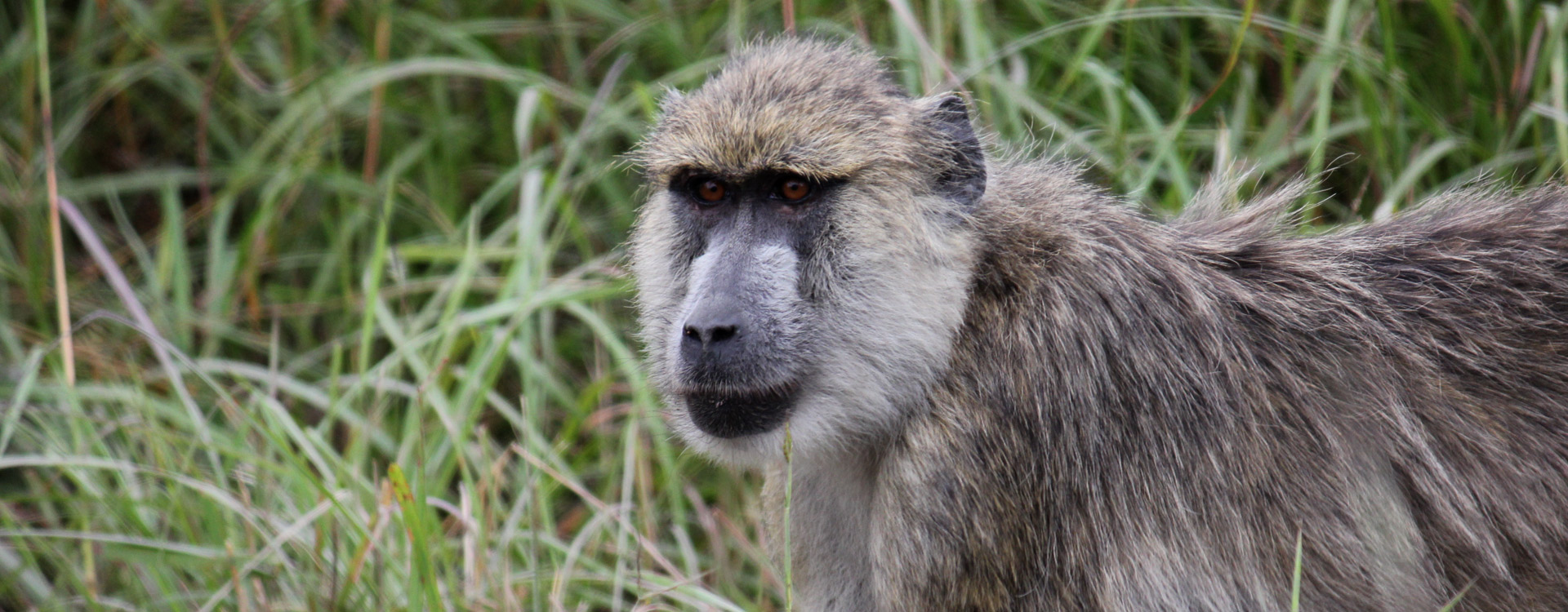 Mikumi National Park