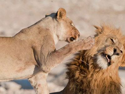 5 days Tanzania Safari To Mikumi And Nyerere