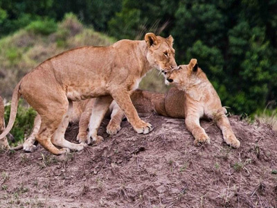 8 Days Family Wildlife Safari To Zanzibar