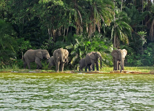 Rubondo National park