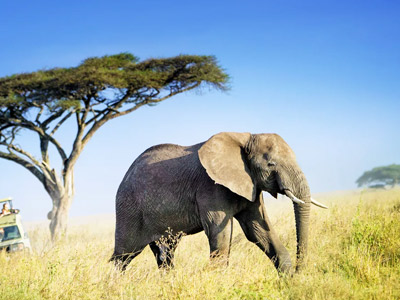 12 Days Tanzanian Dreams Adventure Safaris