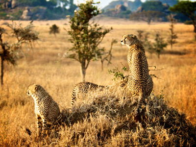 7 Days Tanzania Heritage Wildlife Safaris