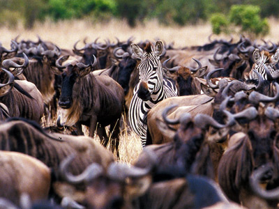 9 Days Honeymoon Safari - Wildebeest Migration & Zanzibar Beach Holiday