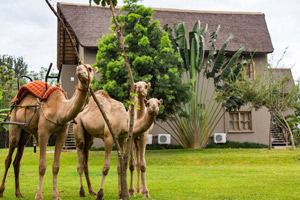 Weruweru River Lodge