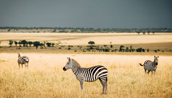 Tarangire Day Trip